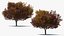 Autumn Trees Collection 3