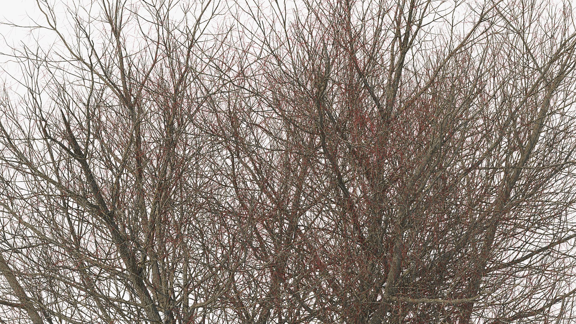 autumn trees 3 model https://p.turbosquid.com/ts-thumb/mE/v3uvZE/TvxVC1t5/autumntreescollection3mb3dmodel009/jpg/1577434818/1920x1080/fit_q87/895475e9a2e435eb993041c90ed05abcd5e22054/autumntreescollection3mb3dmodel009.jpg