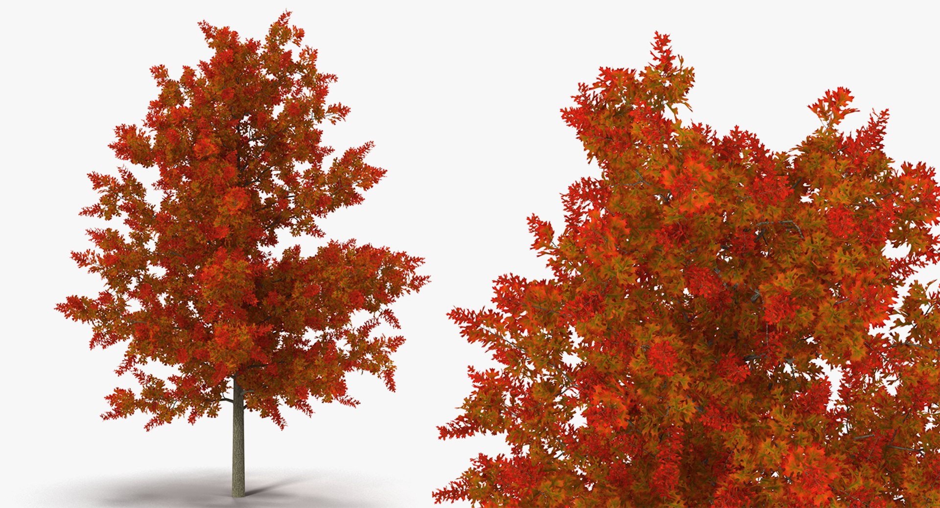 autumn trees 3 model https://p.turbosquid.com/ts-thumb/mE/v3uvZE/UkMkTK0y/autumntreescollection3mb3dmodel017/jpg/1577434818/1920x1080/fit_q87/b1a2919592e7272157df9f04d340dd5d5f398bb4/autumntreescollection3mb3dmodel017.jpg
