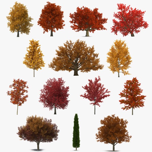3d italian cypress trees 3 model