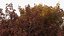 Autumn Trees Collection 3
