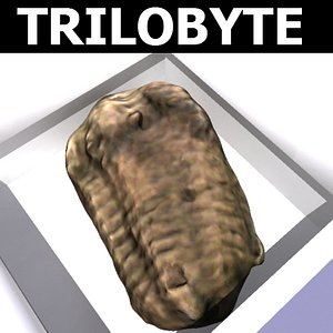 fossil trilobyte 3d max
