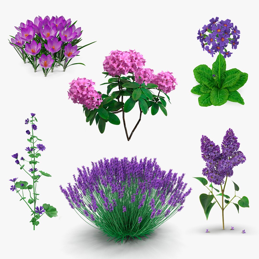 Purple Flowering Plants Collection 4 3D model preview