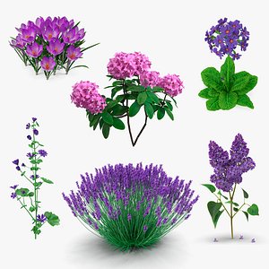 Purple Flowering Plants Collection 4