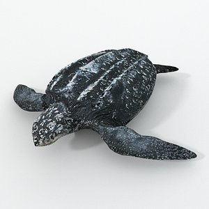 leatherback turtle model