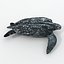 Leatherback Turtle
