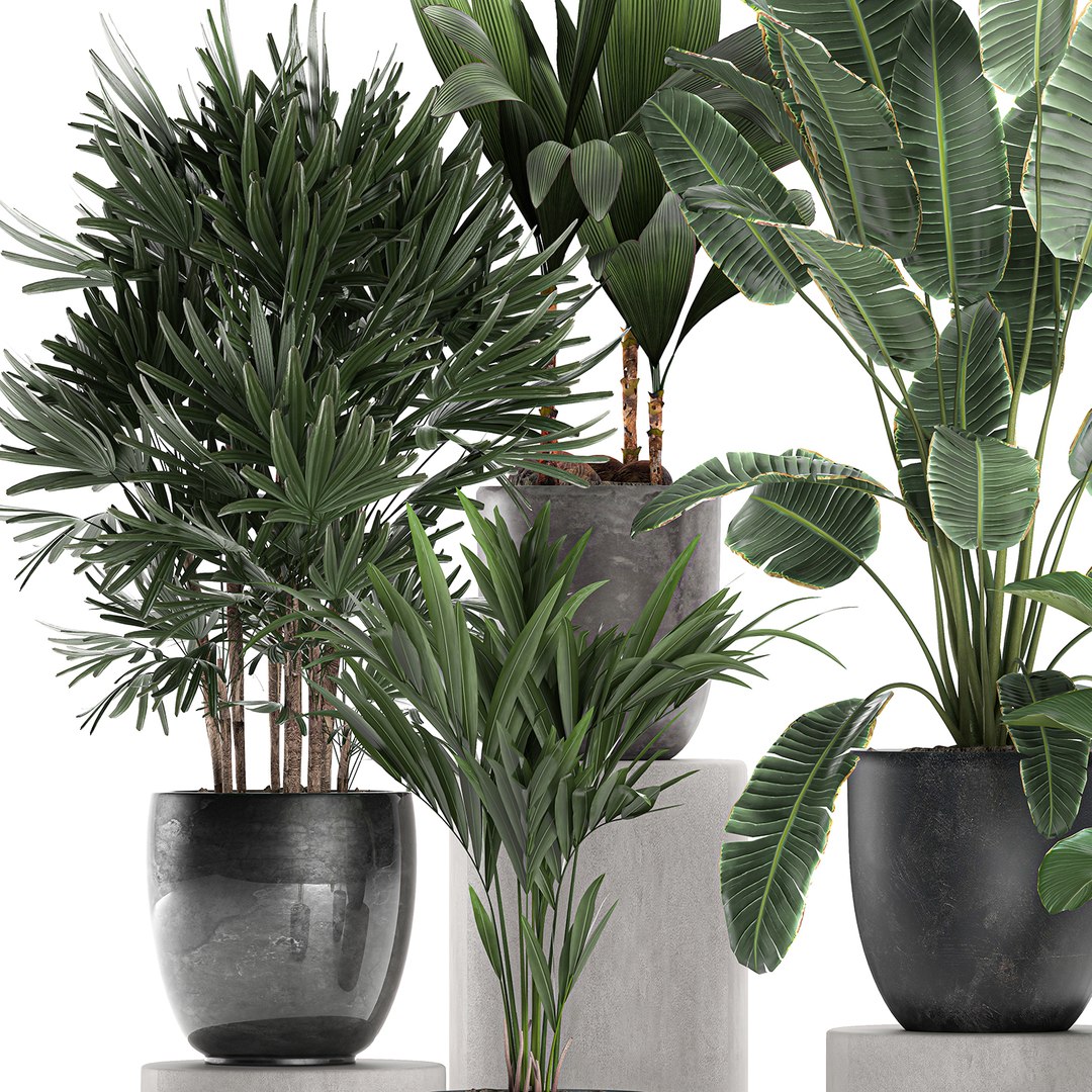 Plants interior black model - TurboSquid 1611630