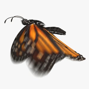 monarch butterfly animation flying model
