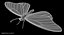 Mariposa monarca (animada)
