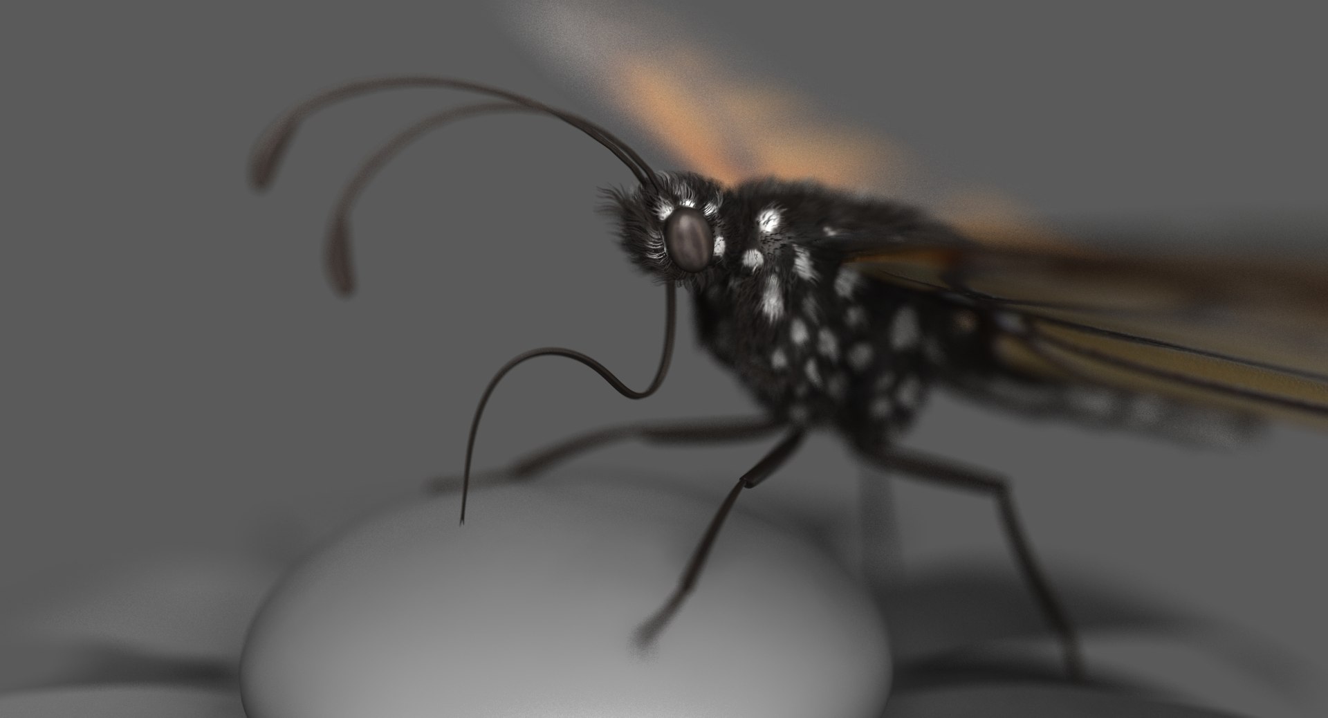 monarch butterfly animation flying model https://p.turbosquid.com/ts-thumb/mF/CQ54yb/sGXcI5sI/r10_dof/jpg/1551578039/1920x1080/fit_q87/387c024e227df5bd44350ee13692c1d840469769/r10_dof.jpg