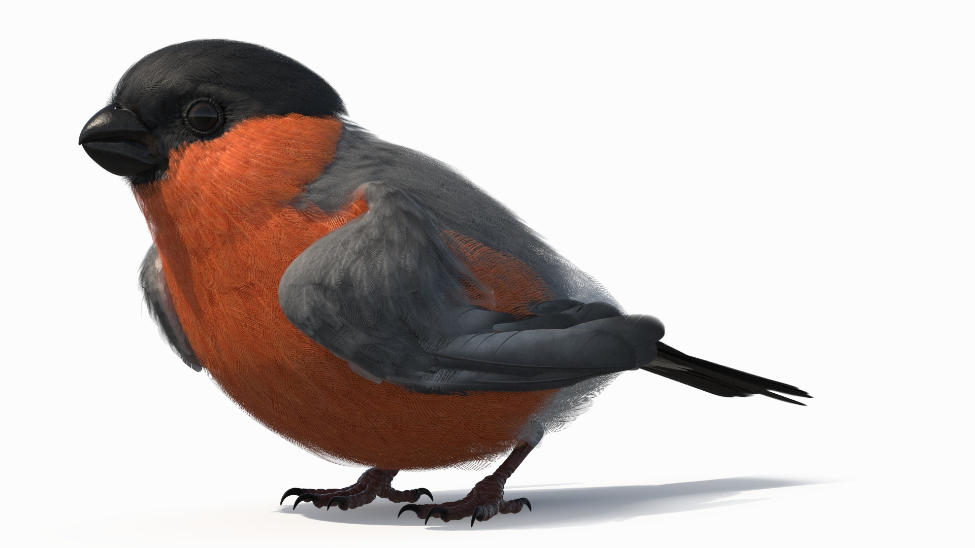 3D Bullfinch Male Bird Sitting model https://p.turbosquid.com/ts-thumb/mF/IZzXUC/Kj/bullfinch_male_bird_sitting_360/jpg/1759297182/1920x1080/turn_fit_q99/05c462e4d3a424f29c680df4f96d9f953caf0376/bullfinch_male_bird_sitting_360-1.jpg