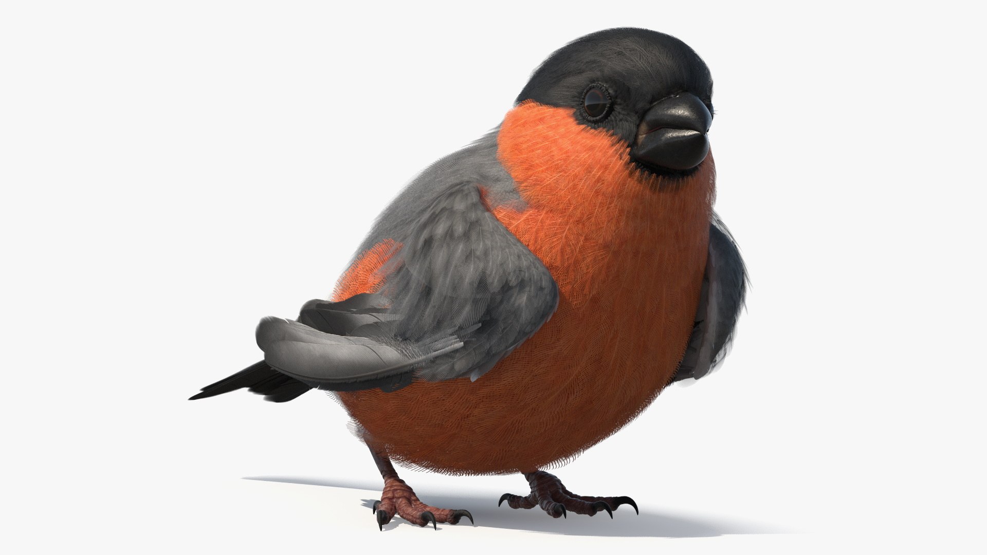 Bullfinch Male Bird Sitting 3D model preview