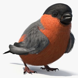 3D Bullfinch Male Bird Sitting model