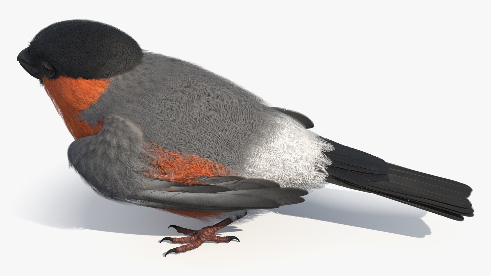 3D Bullfinch Male Bird Sitting model https://p.turbosquid.com/ts-thumb/mF/IZzXUC/s6/bullfinch_male_bird_sitting_005/jpg/1759297268/1920x1080/fit_q87/1ee86a4e11609a22393461ef7e3ad3e20261dad3/bullfinch_male_bird_sitting_005.jpg