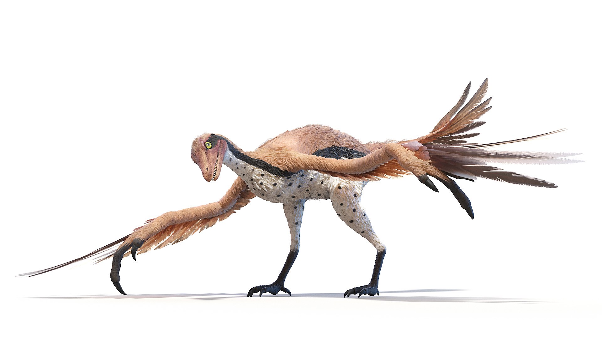 Archaeopteryx 3D TurboSquid 1634579