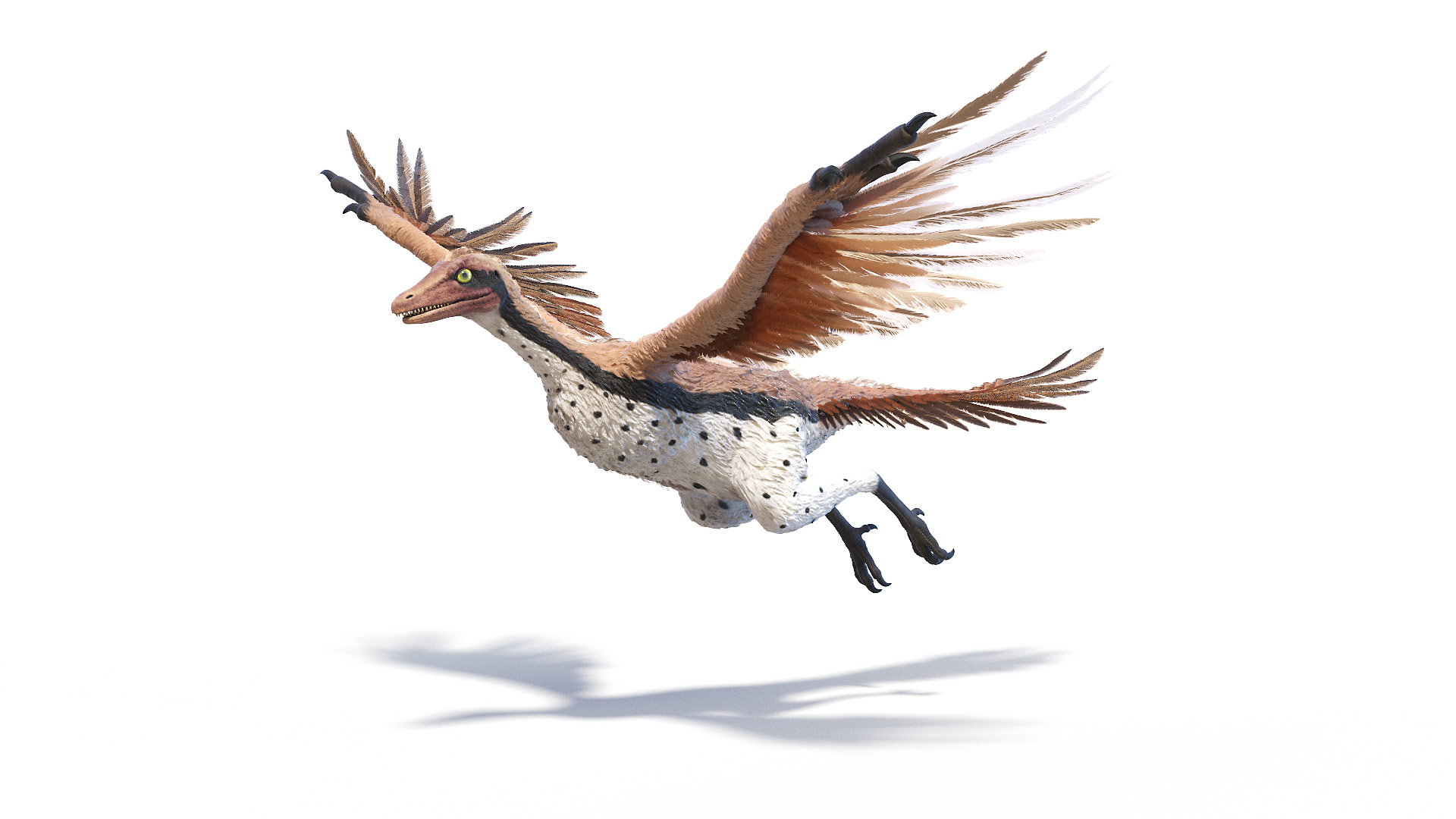 Archaeopteryx 3D TurboSquid 1634579