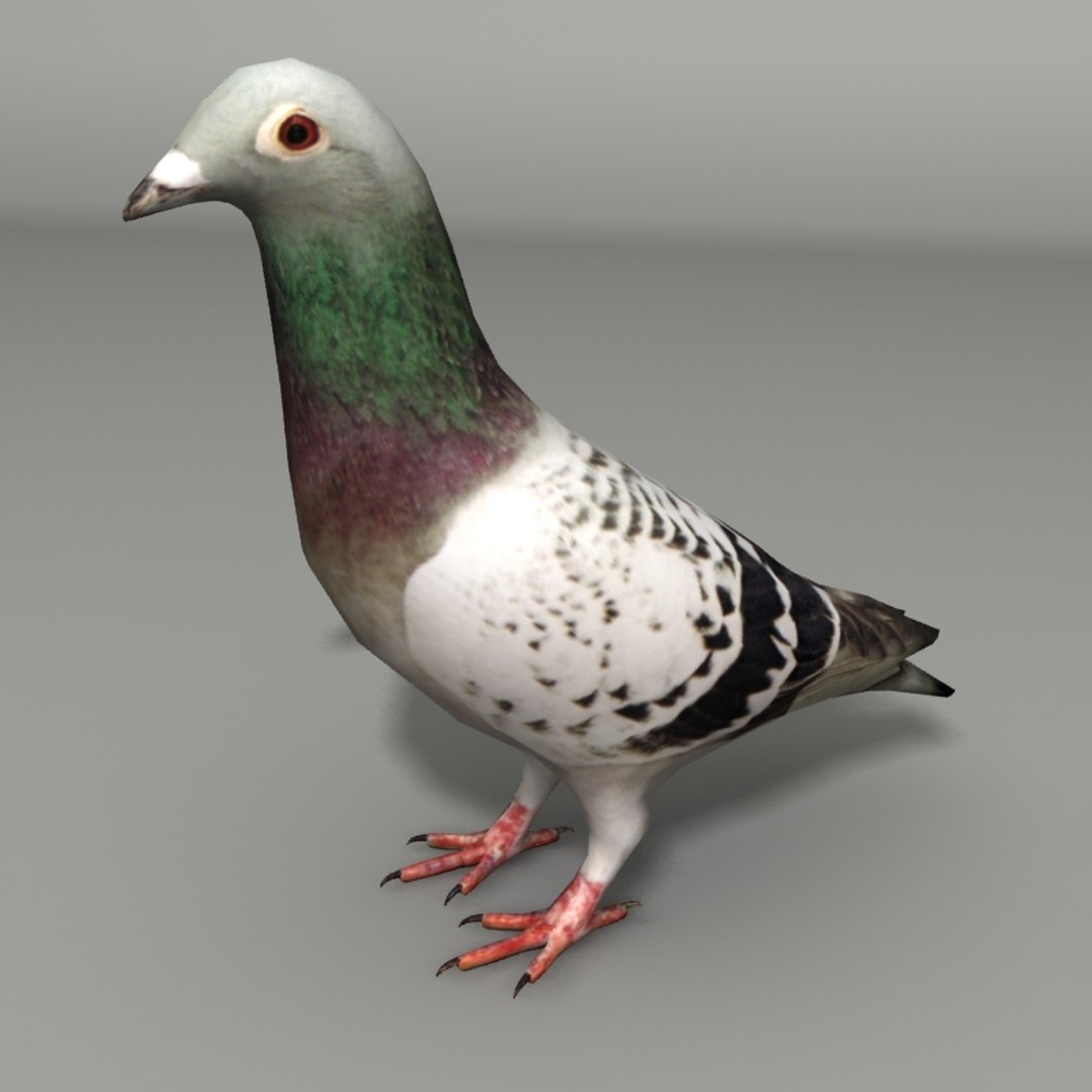 3d max pigeon modeled