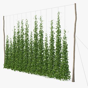 3D green growing hops plantation model