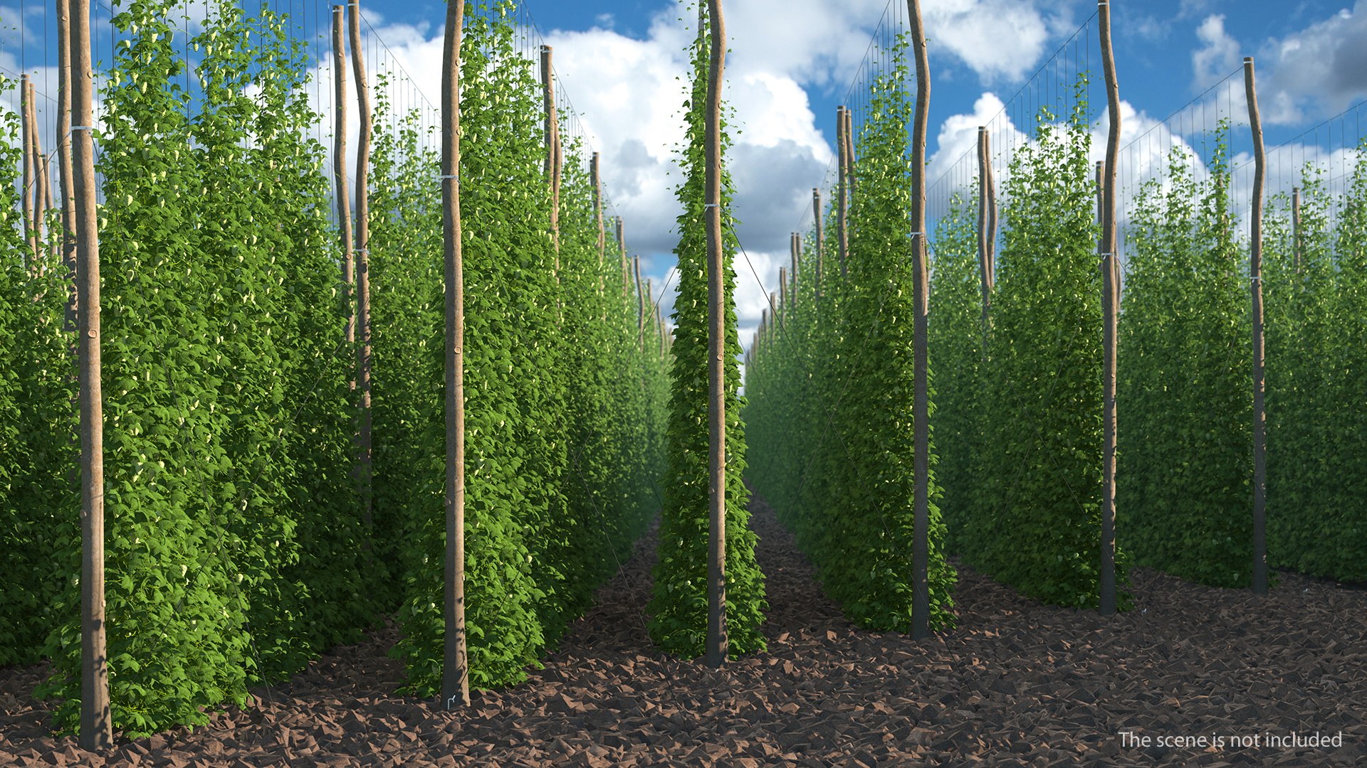 Green Growing Hops Plantation 3D model preview