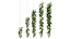 Rose plant set 49