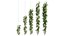 Rose plant set 49