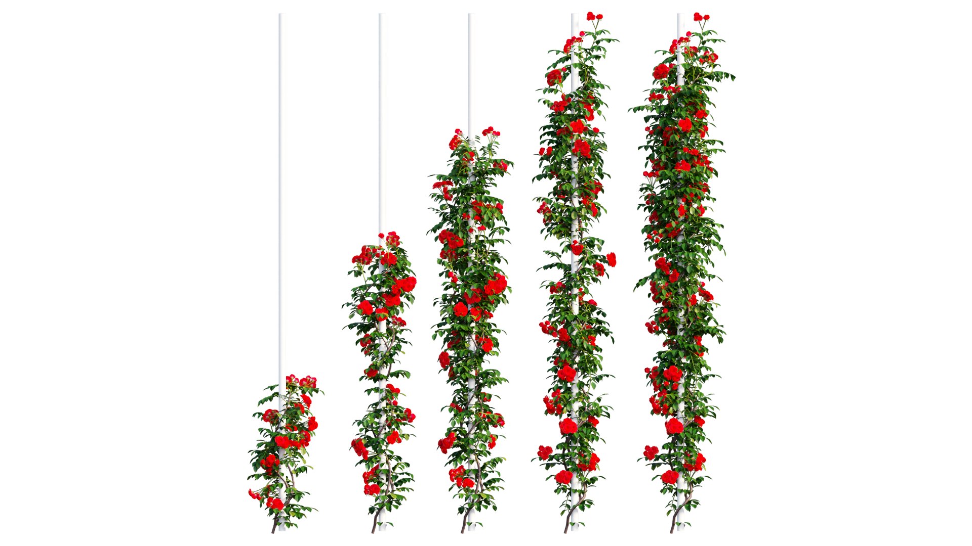 3D rose plant https://p.turbosquid.com/ts-thumb/mF/oWqTnN/TS/5_interactivelightmix/png/1608816537/1920x1080/fit_q87/1578e9a34da3a03a50b70c7b7632e221844ee1da/5_interactivelightmix.jpg