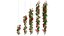 Rose plant set 49
