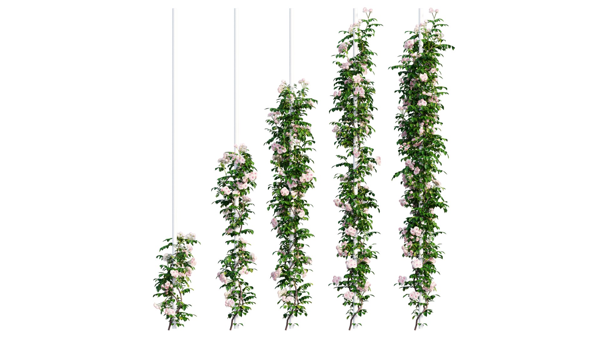 3D rose plant https://p.turbosquid.com/ts-thumb/mF/oWqTnN/Xe/2_interactivelightmix/png/1608816545/1920x1080/fit_q87/9be824bbddf578743621d2aa50c241f8b978f5e1/2_interactivelightmix.jpg