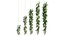 Rose plant set 49