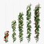 Rose plant set 49