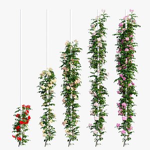 Rose plant set 49