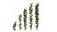 Rose plant set 49