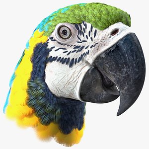 Blue and Yellow Macaw Parrot Head 3D
