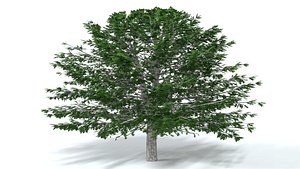 Oak Tree