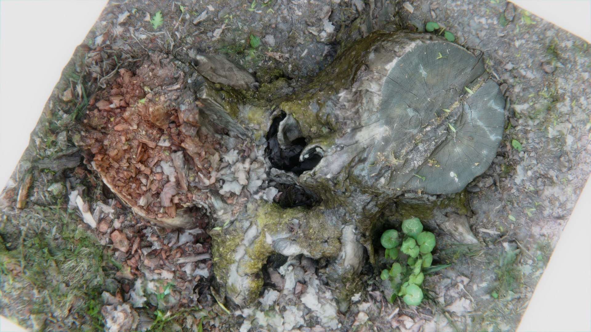 3D old rotten stump https://p.turbosquid.com/ts-thumb/mG/9Tr22a/q6toDiqp/pr6/jpg/1572784763/1920x1080/fit_q87/f7b2271c7c44a619a6990712301bac22ad4125eb/pr6.jpg