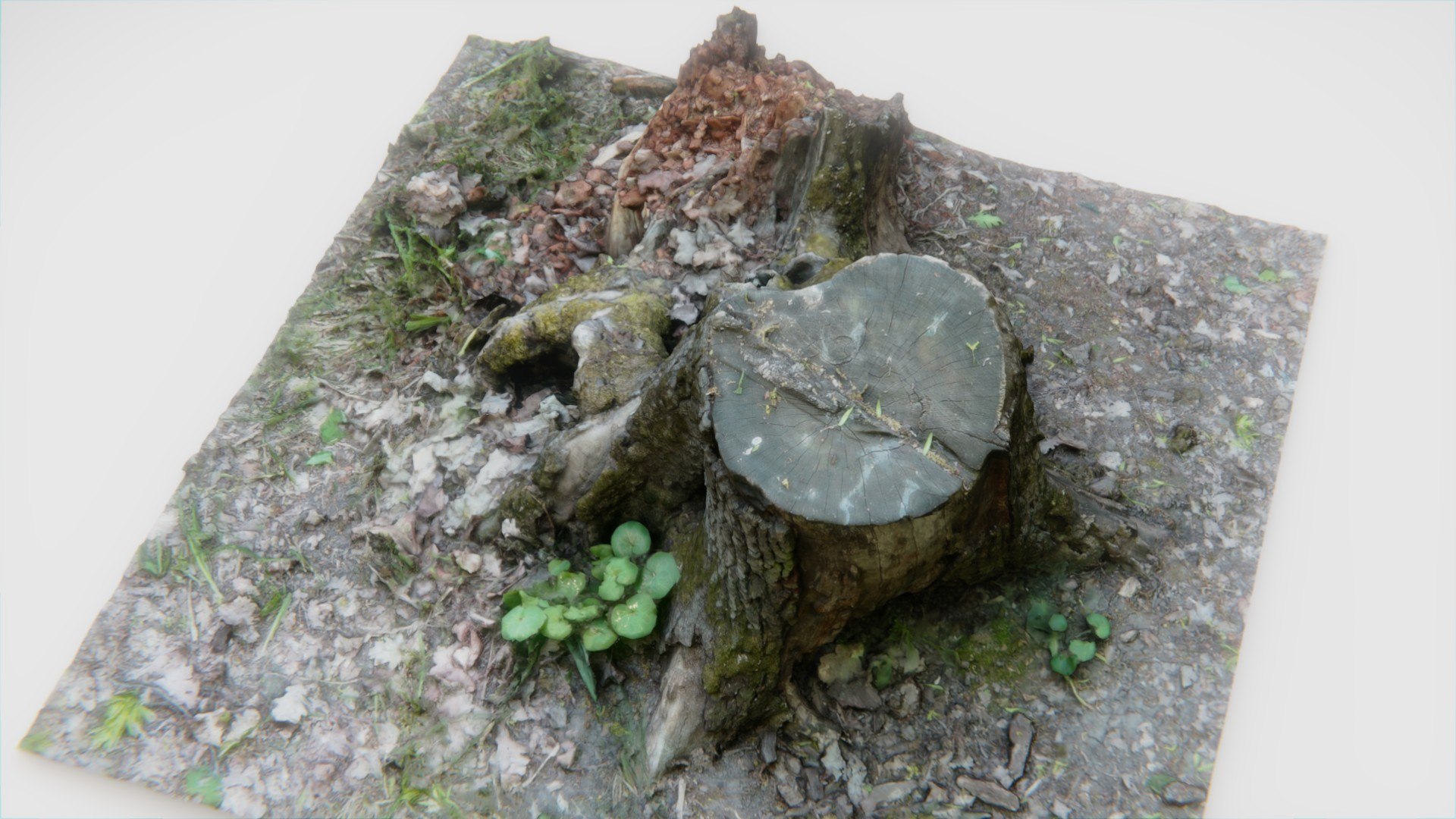 3D old rotten stump https://p.turbosquid.com/ts-thumb/mG/9Tr22a/qwxFAted/pr5/jpg/1572784763/1920x1080/fit_q87/f37d57ab109ea880c7a01de2fb3da6a7d17a58da/pr5.jpg