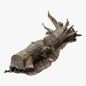 8K Fallen Tree 3D model