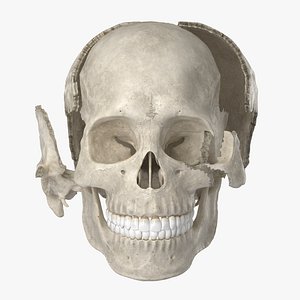3D model human skull 22 bones anatomy