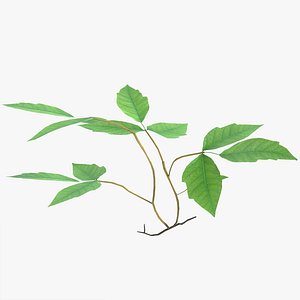 Poison Ivy