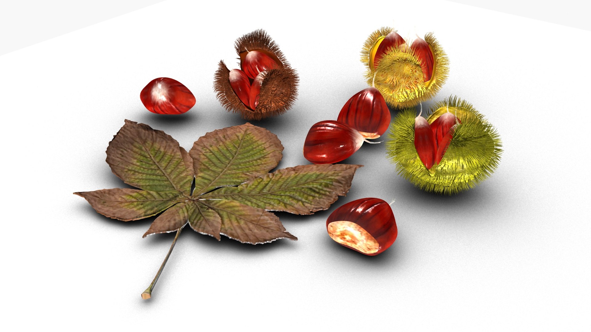 3D Chestnut https://p.turbosquid.com/ts-thumb/mG/NBgldq/JJ/ps2/jpg/1792418639/1920x1080/fit_q87/1d6c0fee79da589358084827f7cc0f54dcdbbd02/ps2.jpg