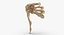 real human hand bones 3D model