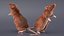 Realistic Lifelike Rodent Rat Standing