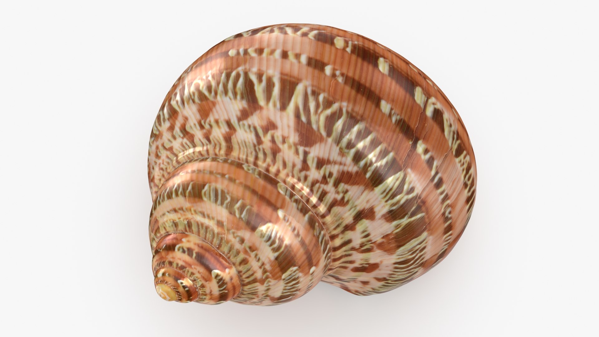 Turbo Petholatus 3D model https://p.turbosquid.com/ts-thumb/mG/bO3Rzs/Iq/turbopetholatus_b0014/jpg/1712608202/1920x1080/fit_q87/13ed152b4fd37e880669cb6ca654679f418885fb/turbopetholatus_b0014.jpg