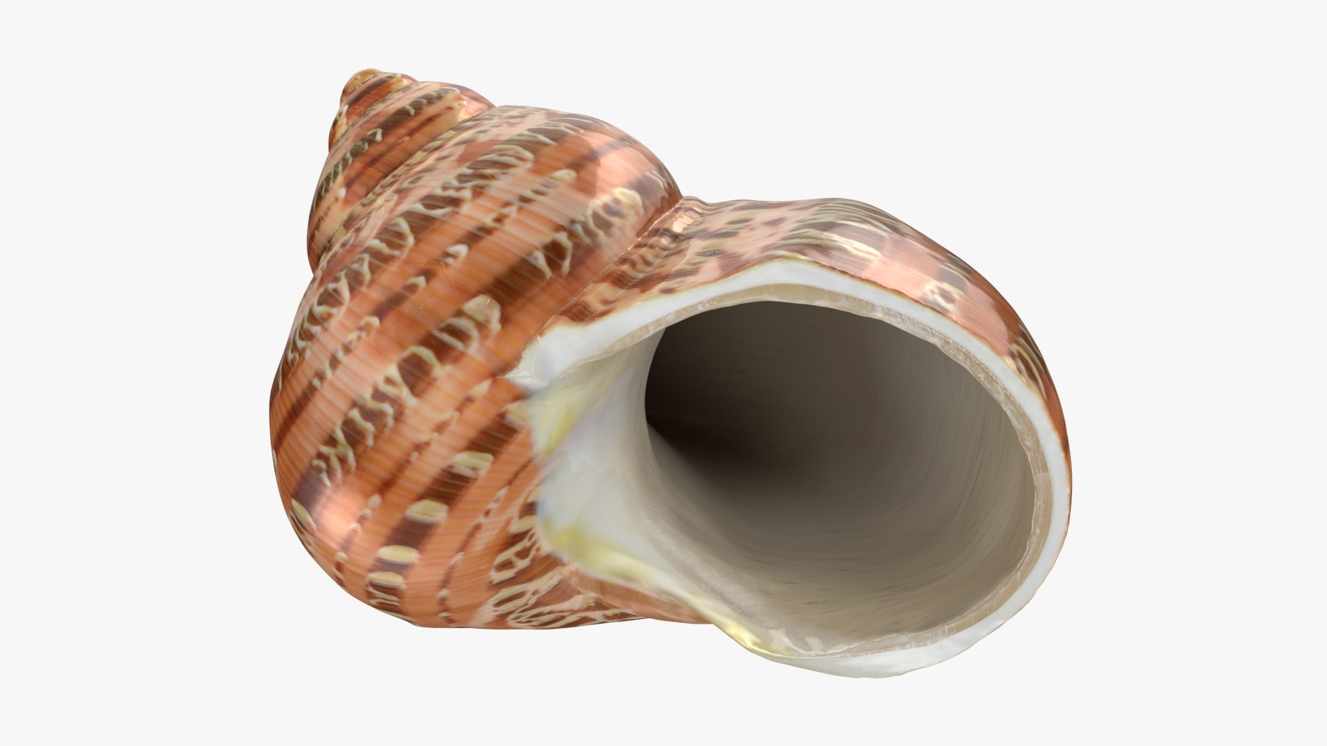 Turbo Petholatus 3D model https://p.turbosquid.com/ts-thumb/mG/bO3Rzs/Ld/turbopetholatus_b0018/jpg/1712608202/1920x1080/fit_q87/cadc1bcd3d45b98a256bca24e6b54e41e2fc1122/turbopetholatus_b0018.jpg
