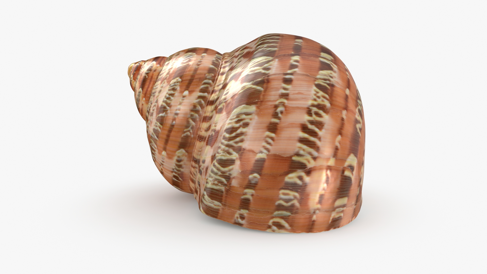 Turbo Petholatus 3D model https://p.turbosquid.com/ts-thumb/mG/bO3Rzs/SG/turbopetholatus/jpg/1712608210/1920x1080/turn_fit_q99/59c85693ec656ab3fb4958659165ce68e863e003/turbopetholatus-1.jpg