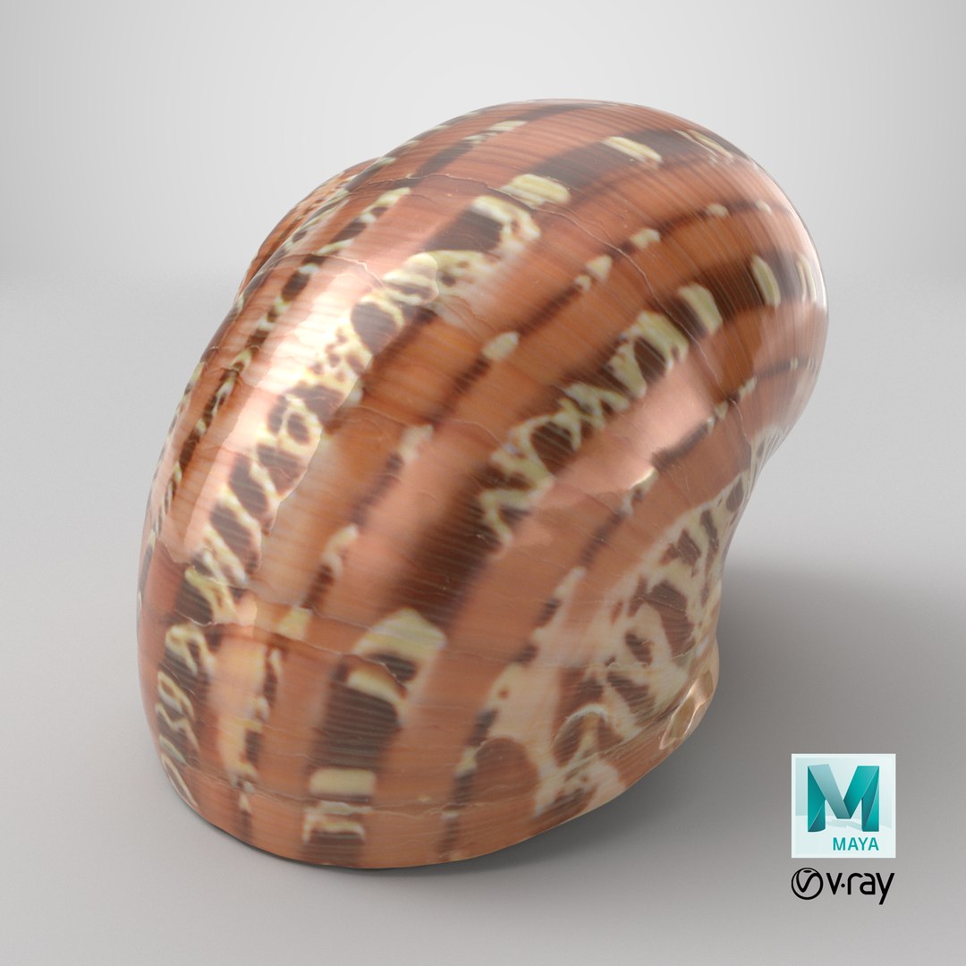 Turbo Petholatus 3D model https://p.turbosquid.com/ts-thumb/mG/bO3Rzs/V6/stemcell_maya_vray_render/png/1715252444/1920x1080/fit_q87/bd4fdf85645cc67a49ac6c531ceeb23966d9706a/stemcell_maya_vray_render.jpg