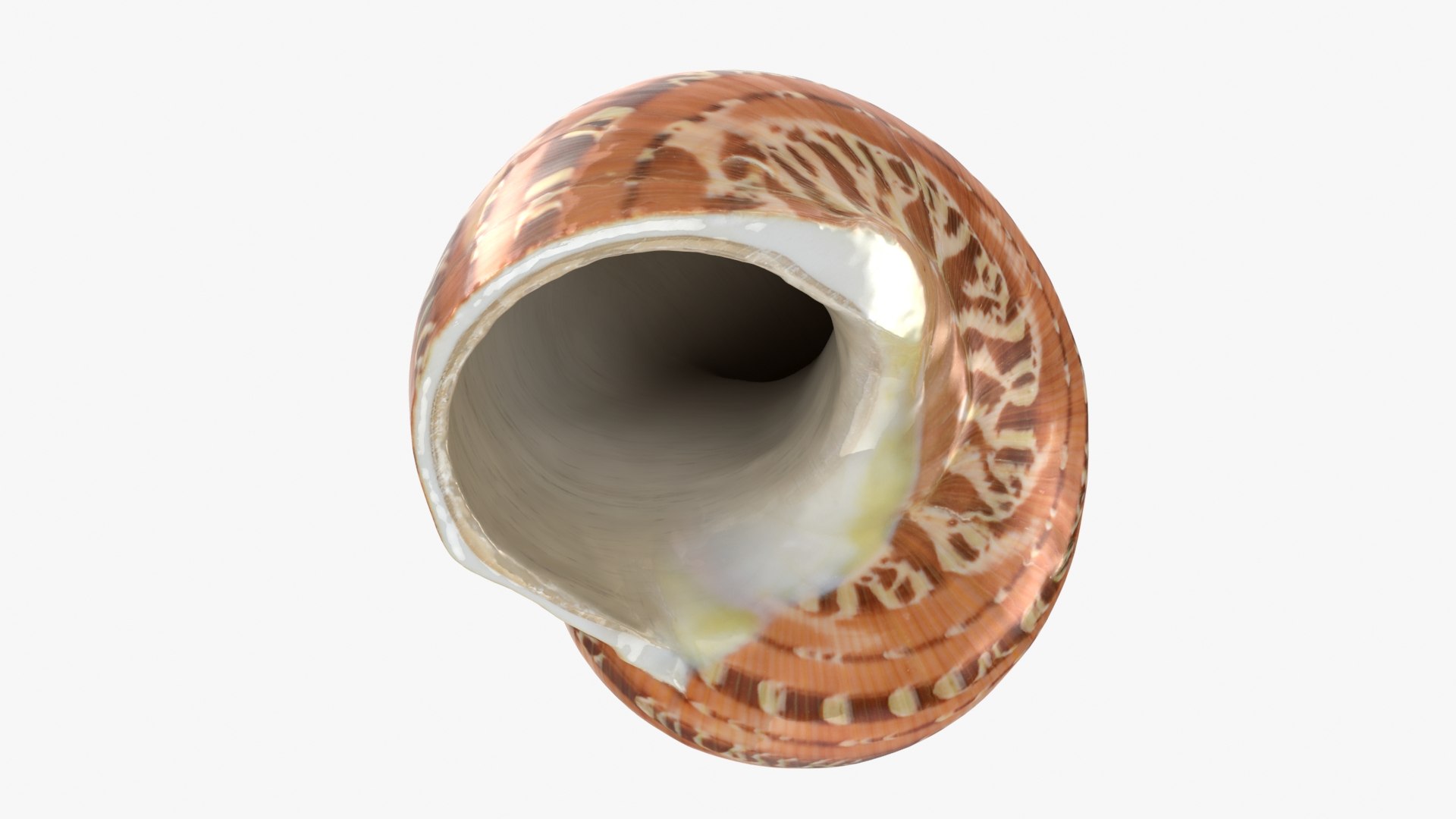 Turbo Petholatus 3D model https://p.turbosquid.com/ts-thumb/mG/bO3Rzs/ZH/turbopetholatus_b0020/jpg/1712608206/1920x1080/fit_q87/895d21c3c7942dcee263cb0447efe694c1ef8b73/turbopetholatus_b0020.jpg