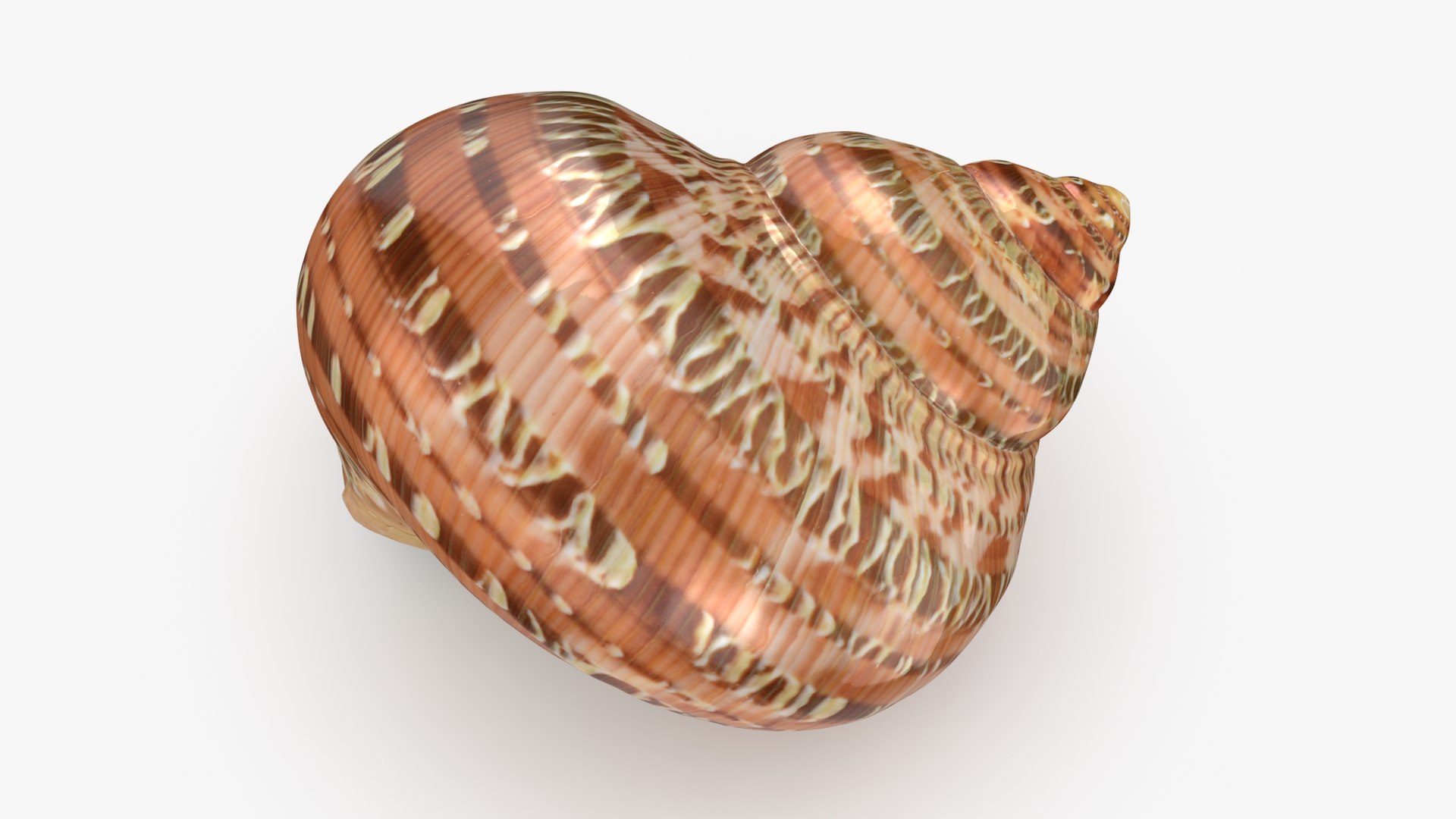 Turbo Petholatus 3D model https://p.turbosquid.com/ts-thumb/mG/bO3Rzs/Zk/turbopetholatus_b0002/jpg/1712608196/1920x1080/fit_q87/05d8b7191aec74e1fe01956cbdc33e105bfdb3cc/turbopetholatus_b0002.jpg