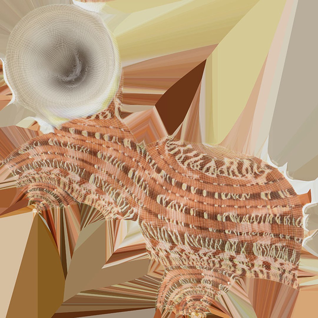 Turbo Petholatus 3D model https://p.turbosquid.com/ts-thumb/mG/bO3Rzs/sD/turbopetholatus_d0004/jpg/1712608205/1920x1080/fit_q87/fd1277b9a37beb03e51eb93b46040d2290d238f8/turbopetholatus_d0004.jpg