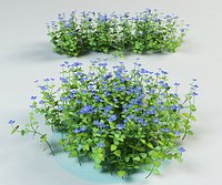 speedwell, bird's eye, gypsyweed